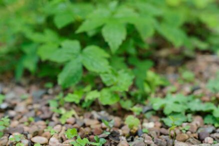 Rozmnožovanie rastlín pomocou semenáčikov zo záhona