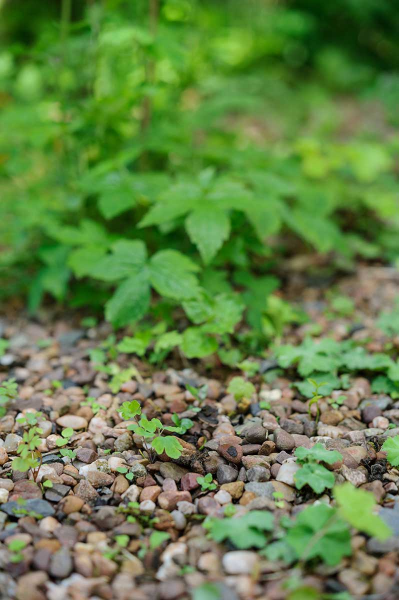 Rozmnožovanie rastlín pomocou semenáčikov zo záhona