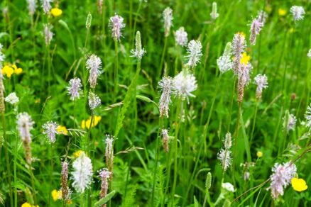 Skorocel prostredný v trávniku