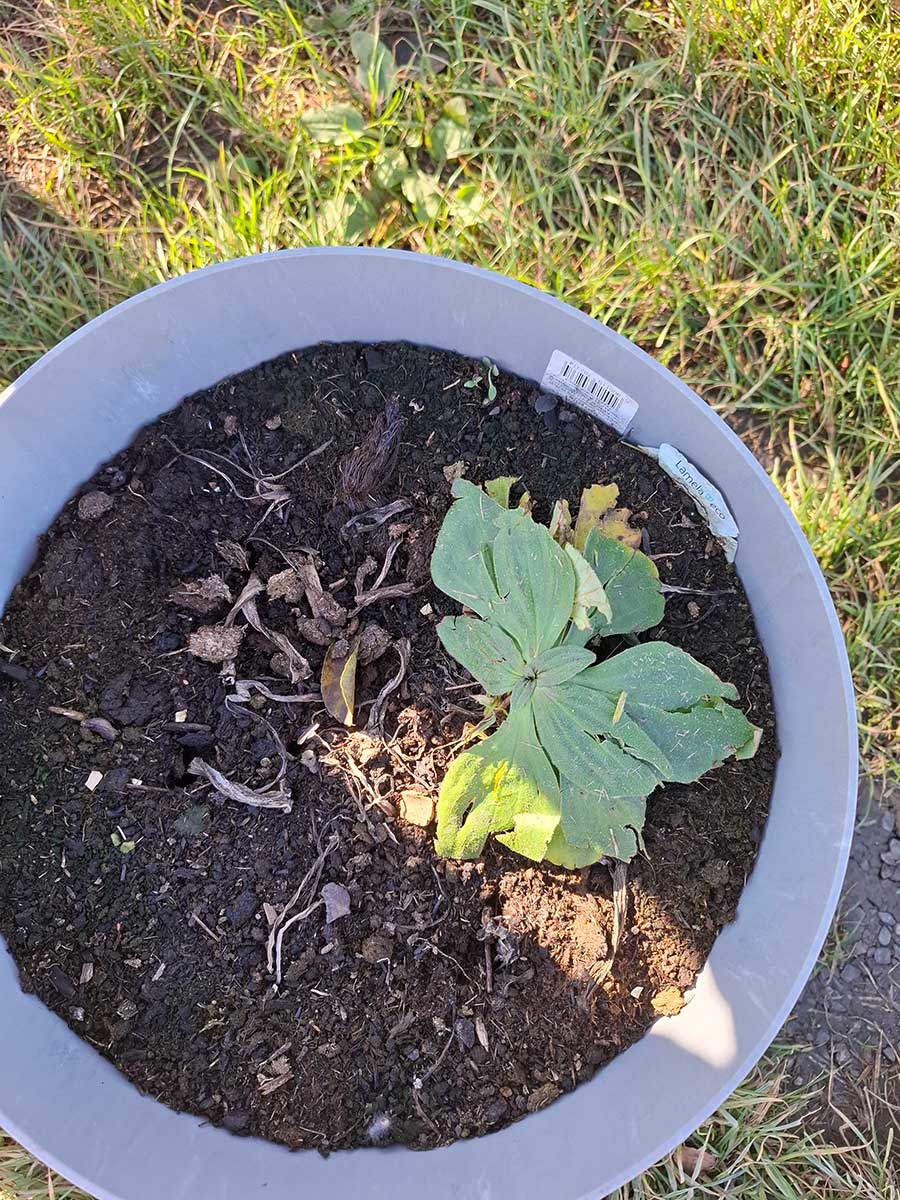 Skorocel v kvetináči 