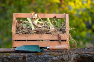 Rastliny slabnú a kvitnú menej? 6 spôsobov, ako ich dostať späť do formy