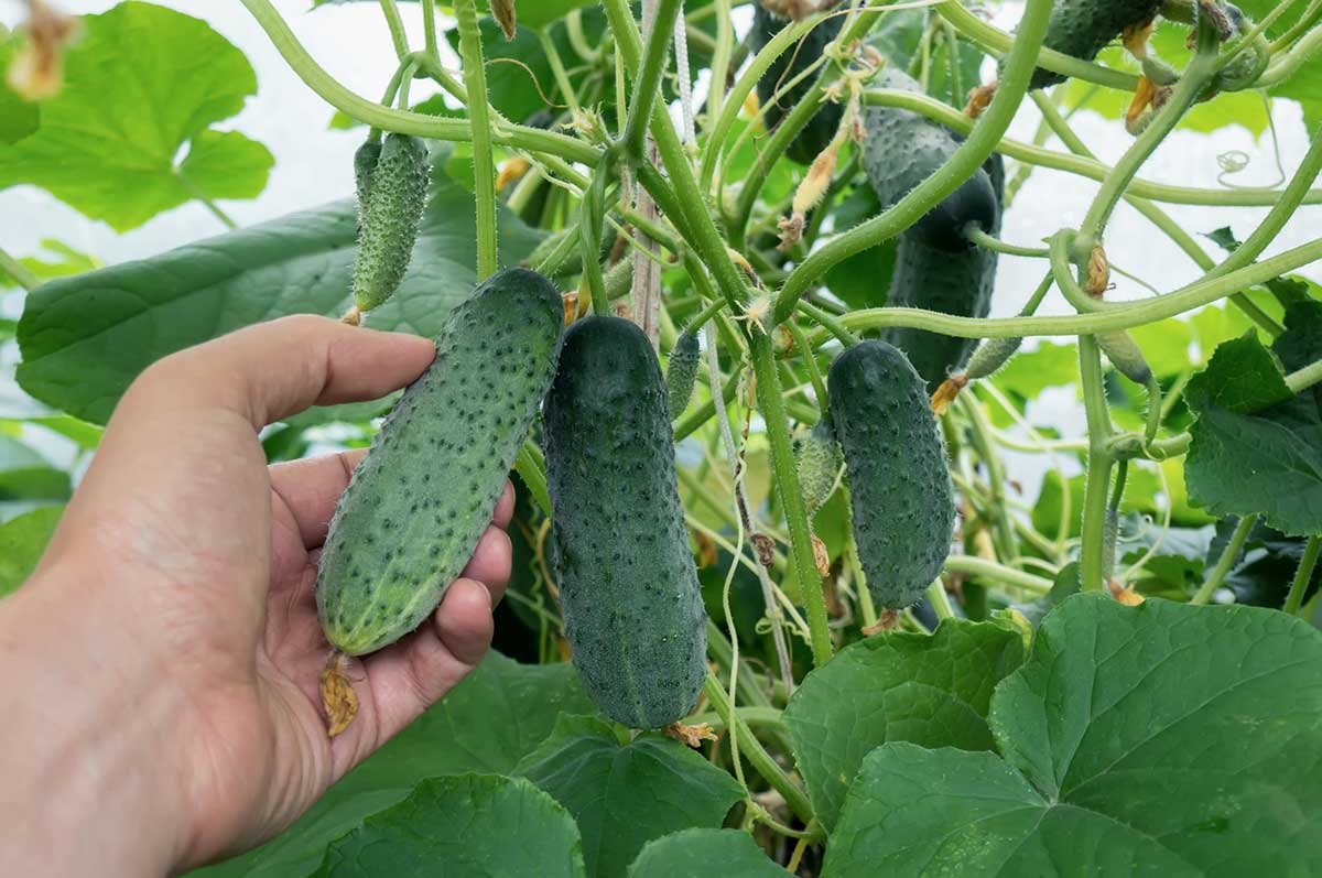 Ruka kontroluje veľkosť nakladačky rastúcej na bohatej stonke