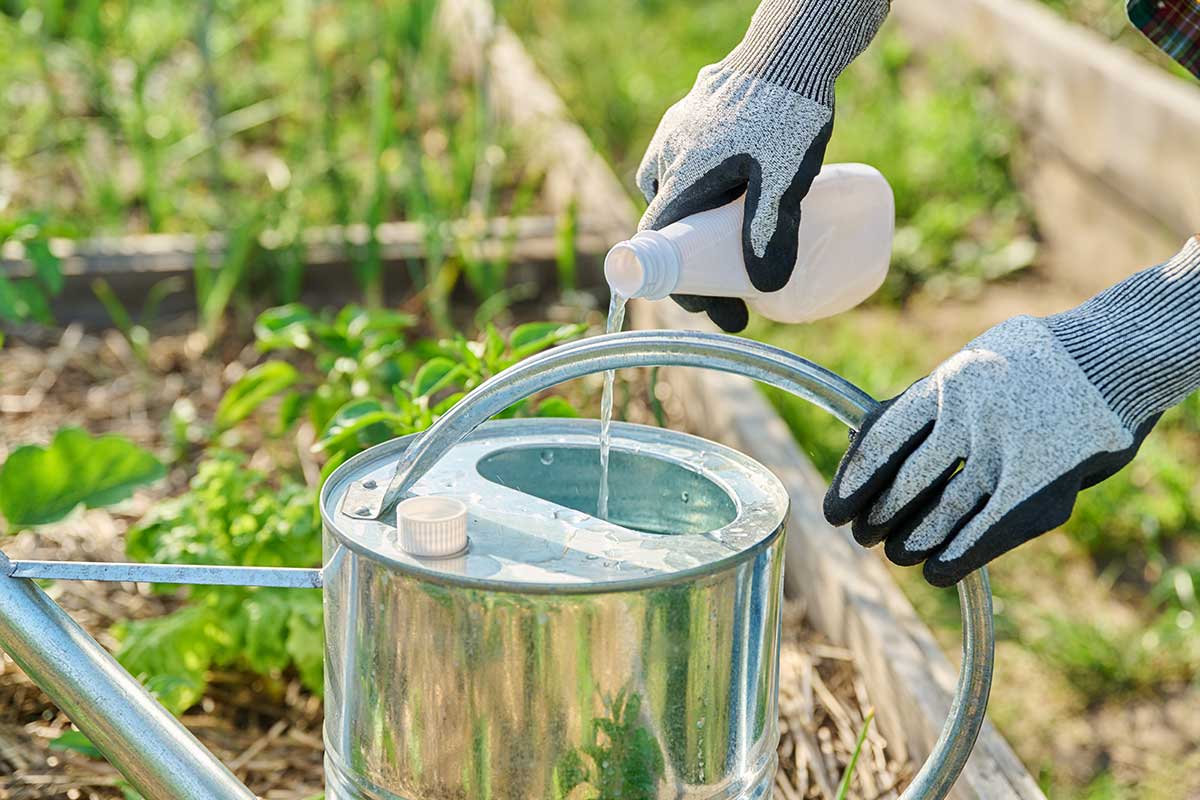 Príprava tekutého hnojiva do zálievky v krhle