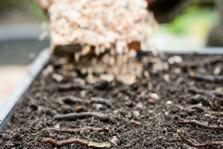 Rozmnožovanie rastlín s tenkými koreňmi