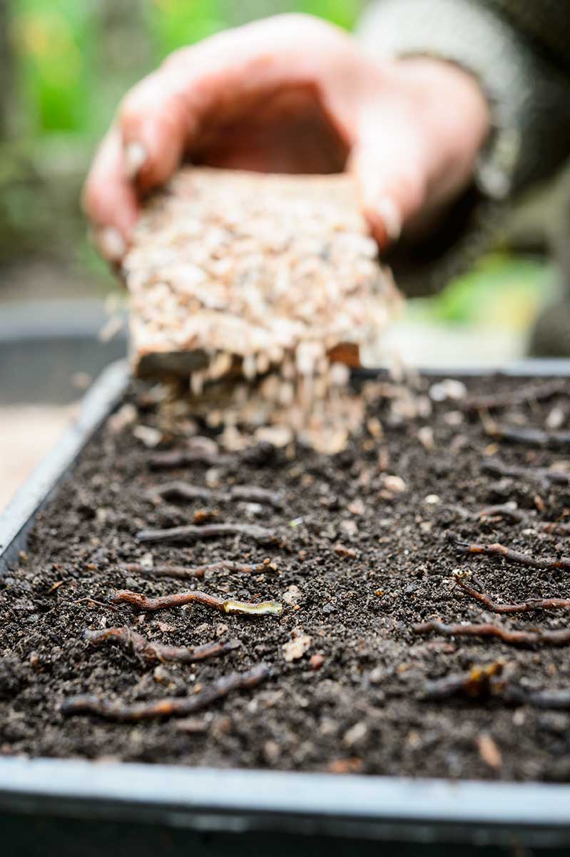Rozmnožovanie rastlín s tenkými koreňmi