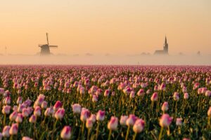 Tulipány drahšie ako domy? Ako vznikol mýtus o kvetoch, ktoré vraj zruinovali Holandsko
