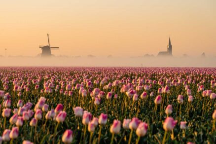 Tulipány v Holandsku