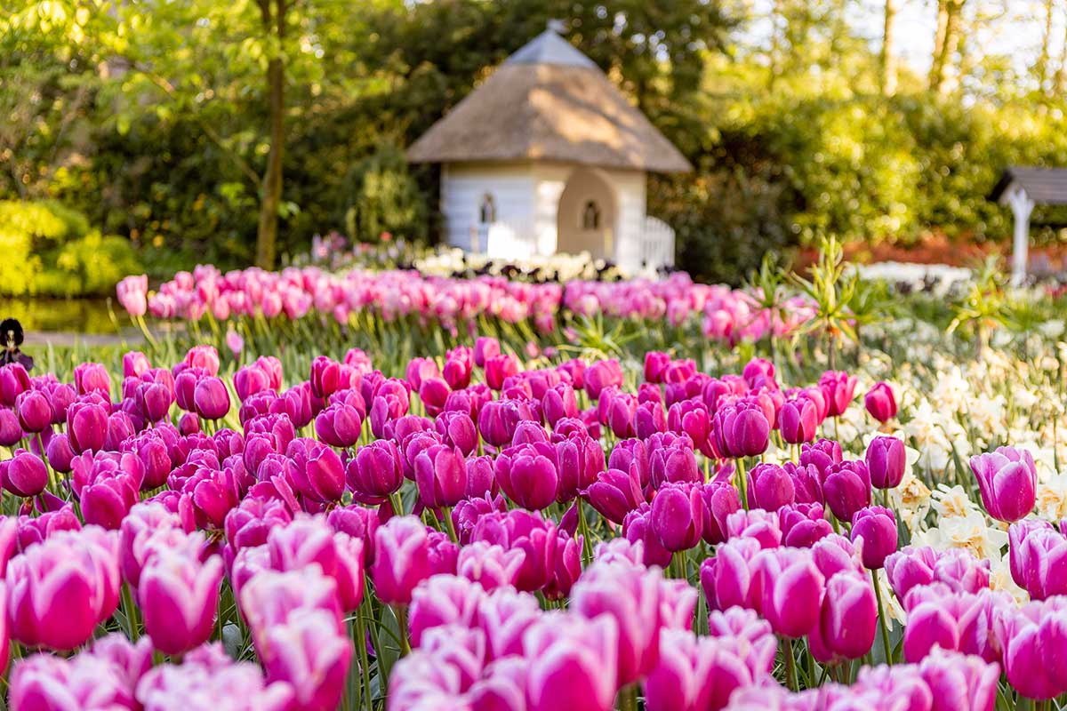 Tulipmána v záhrade