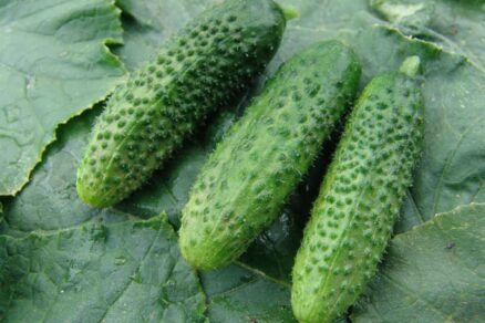 Uhorka nakladačka hruboostná ZUZANA F1