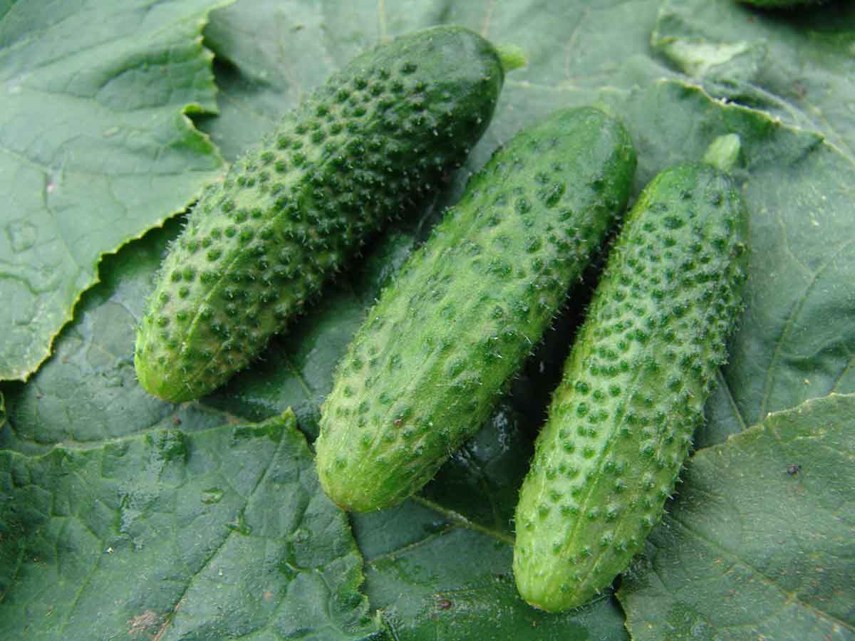 Uhorka nakladačka hruboostná ZUZANA F1