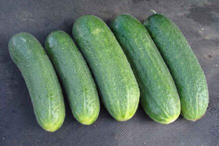 Uhorka nakladačka jemnoostná AMELIA F1