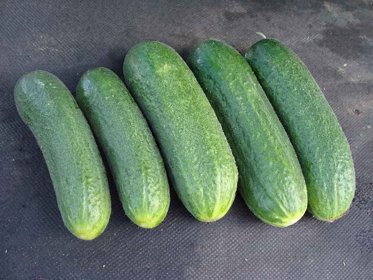 Uhorka nakladačka jemnoostná AMELIA F1