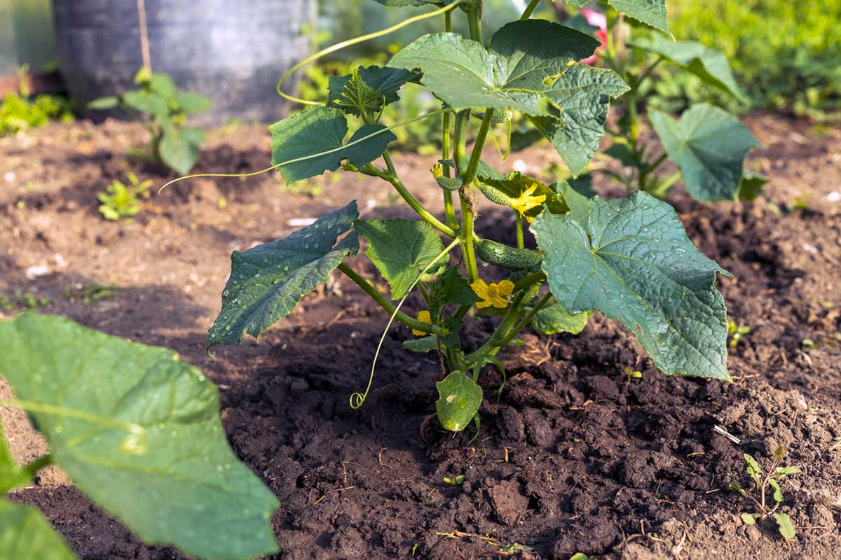 Samostatne rastúca mladá uhorka so žltými kvetmi v kyprej pôde
