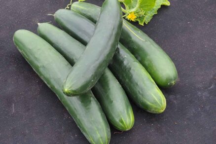 Uhorka šalátová poľná americký typ Politana F1