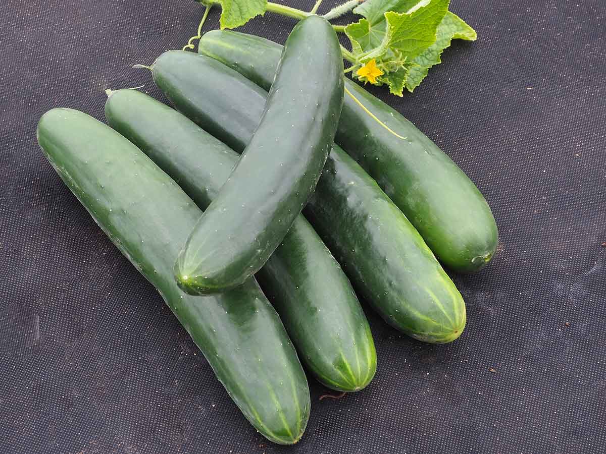 Uhorka šalátová poľná americký typ Politana F1