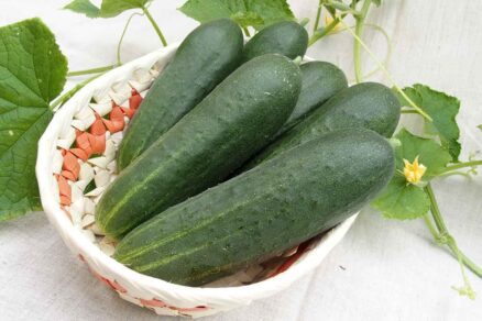 Uhorka skleníková americký typ TOLSTOJ F1