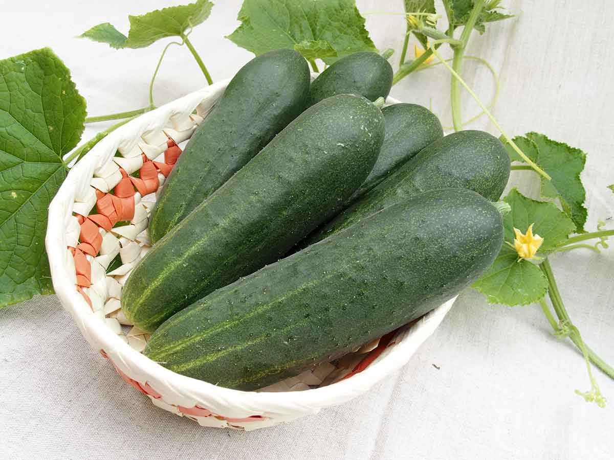 Skleníková uhorka amerického typu ‘Tolstoj F1’ Foto: MORAVOSEED CZ