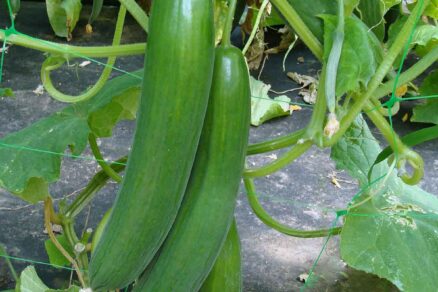 Uhorka skleníková holandský typ SATURN F1