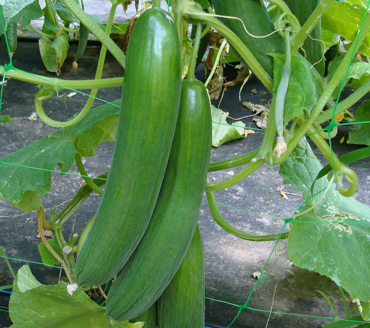 Uhorka skleníkov ‘Saturn F1’ – holandský typ (hadovka) s jemnejšou šupkou Foto: MORAVOSEED CZ