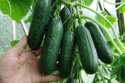 Uhorka skleníková miniuhorka desiatová PONY F1 multifruit efekt