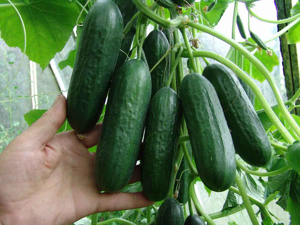 Uhorka skleníková miniuhorka desiatová PONY F1 multifruit efekt