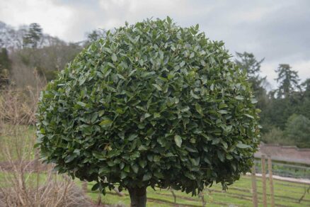 Vavrín pravý v záhrade