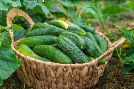 Článok Uhorky od výsevu až po zber – tipy a triky pre bohatú úrodu v časopise Záhrada