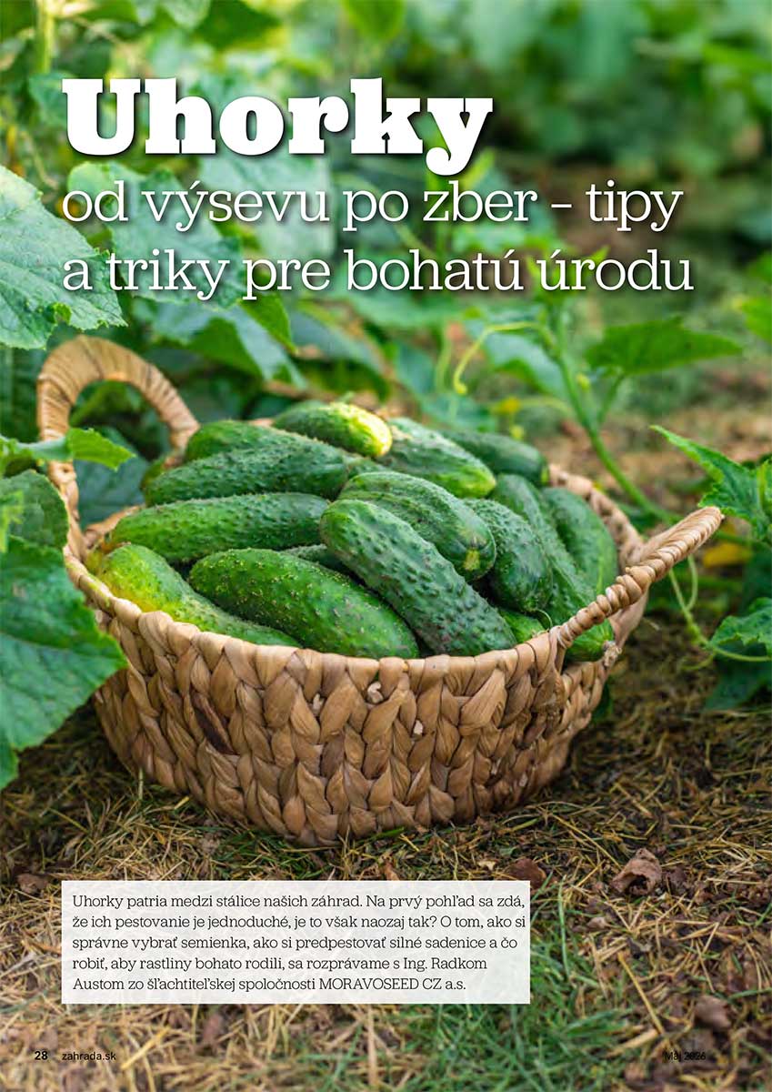 Článok Uhorky od výsevu až po zber – tipy a triky pre bohatú úrodu