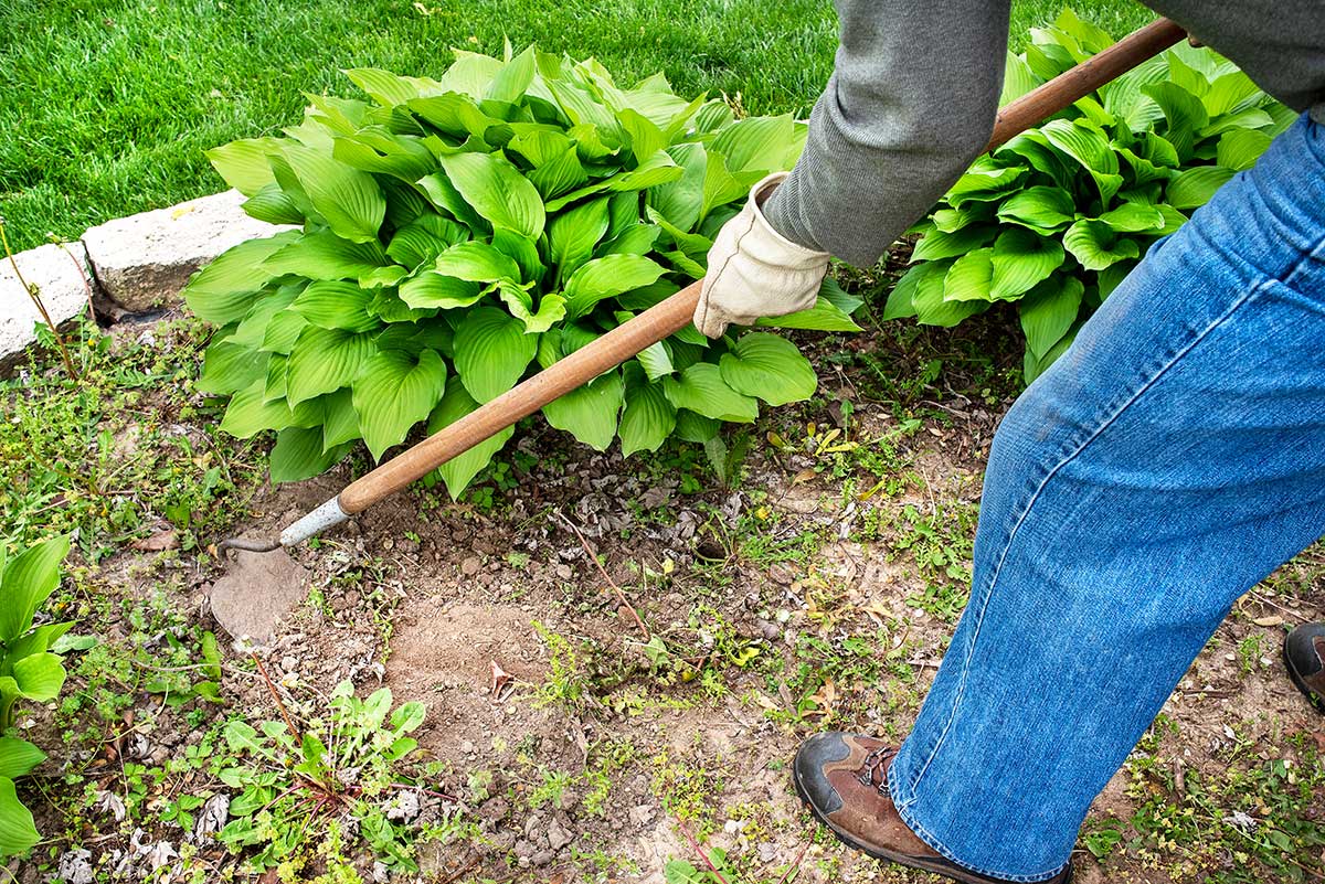Záhradkár presádza rastliny v okrasnom záhone