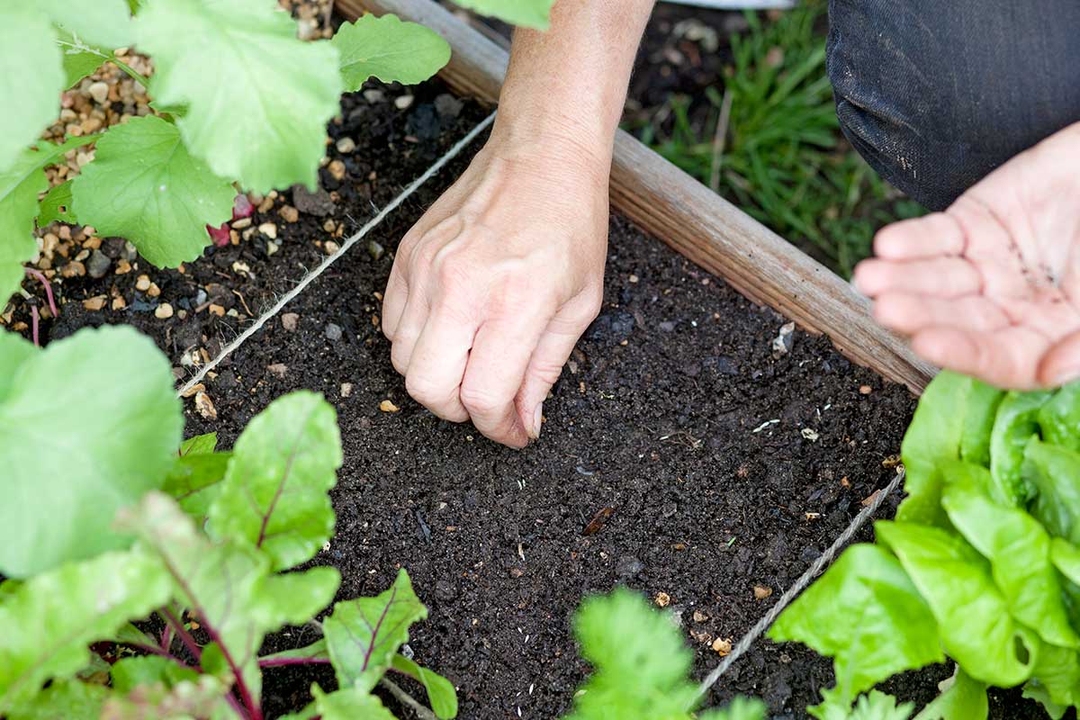 Semienka vysievame riedko. Prehustené rastlinky neskôr pretrháme alebo rozsadíme. Foto: Jason Ingram/Gardener´s World