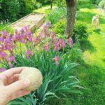 Pestovanie vo vyvýšenom záhone záhradkárky Moniky