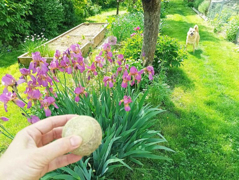 Pestovanie vo vyvýšenom záhone záhradkárky Moniky