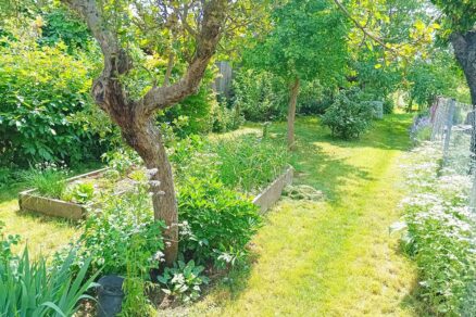 Vyvýšený záhon z drevených fošní v záhrade pestovateľky Moniky