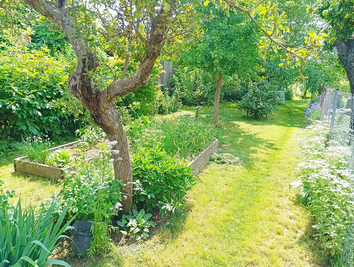 Vyvýšený záhon z drevených fošní v záhrade pestovateľky Moniky