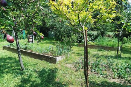 Záhrada s ovocnými stromami a vyvýšenými záhonmi