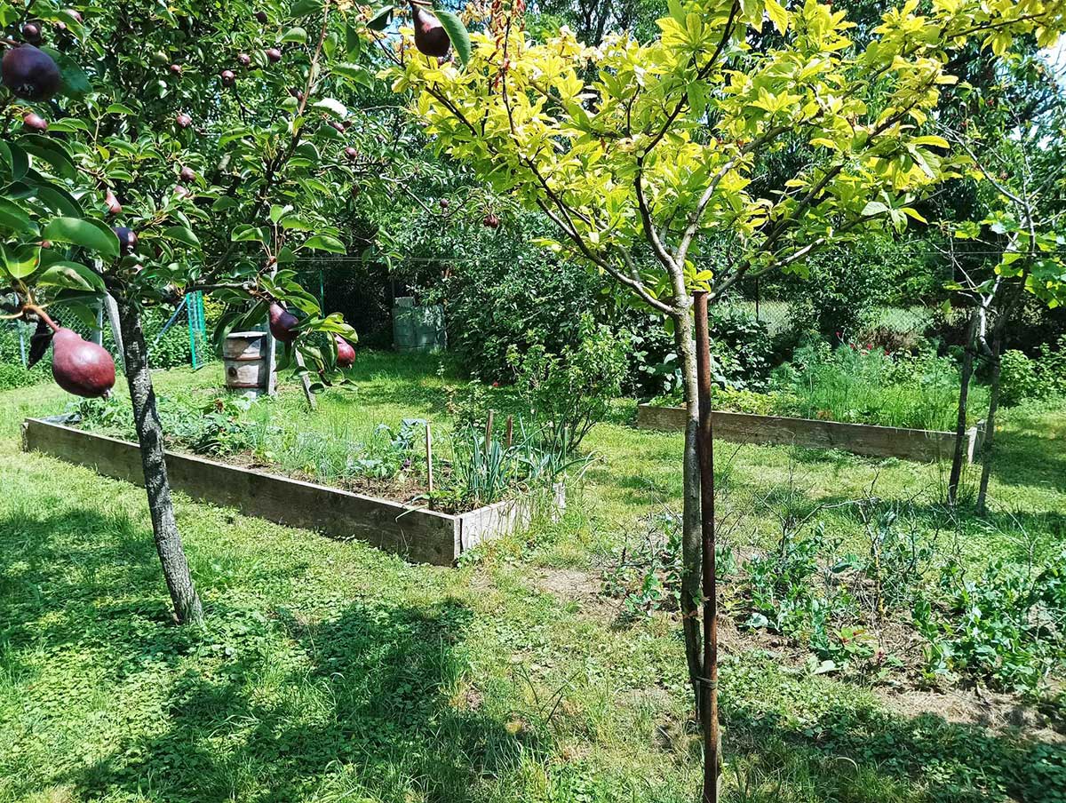 Záhrada s ovocnými stromami a vyvýšenými záhonmi 