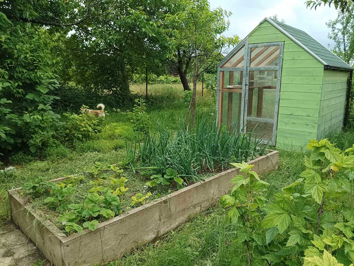 Aj pôda v záhone je oveľa lepšia ako v okolí. Foto: archív autorky