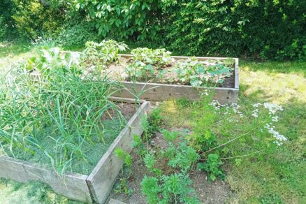 Pestovanie zeleniny vo vyvýšených záhonoch