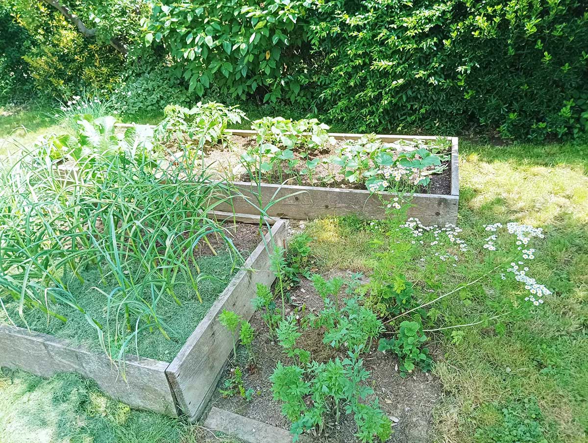 Pestovanie zeleniny vo vyvýšených záhonoch