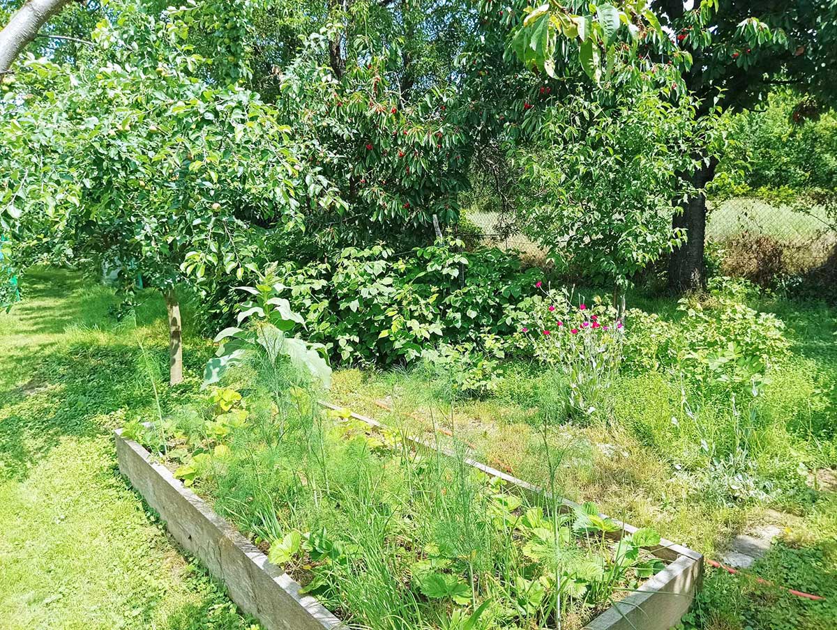 Jeden z vyvýšených záhonov v záhrade