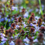 Zádušník brečtanovitý