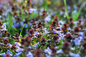 Rastie vám pod nohami a väčšina ju vytrhne: Vedci pri tejto „burine“ sledujú zaujímavé účinky