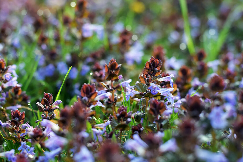 Zádušník brečtanovitý