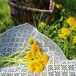 Zber púpavových kvetov na chlieb