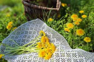 Už ste jedli jarný púpavový chlieb? Teraz je ideálny čas ho vyskúšať