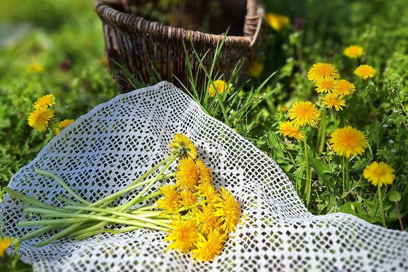 Zber púpavových kvetov na chlieb