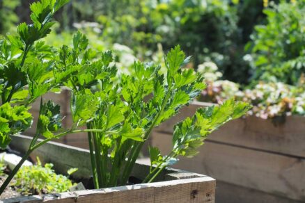 Zelenina pestovaná vo vyvýšenom záhone