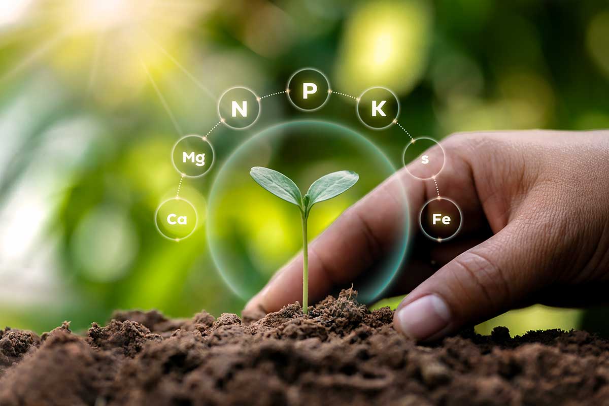 Mladá rastlina s grafickým znázornením živín NPK a mikroprvkov