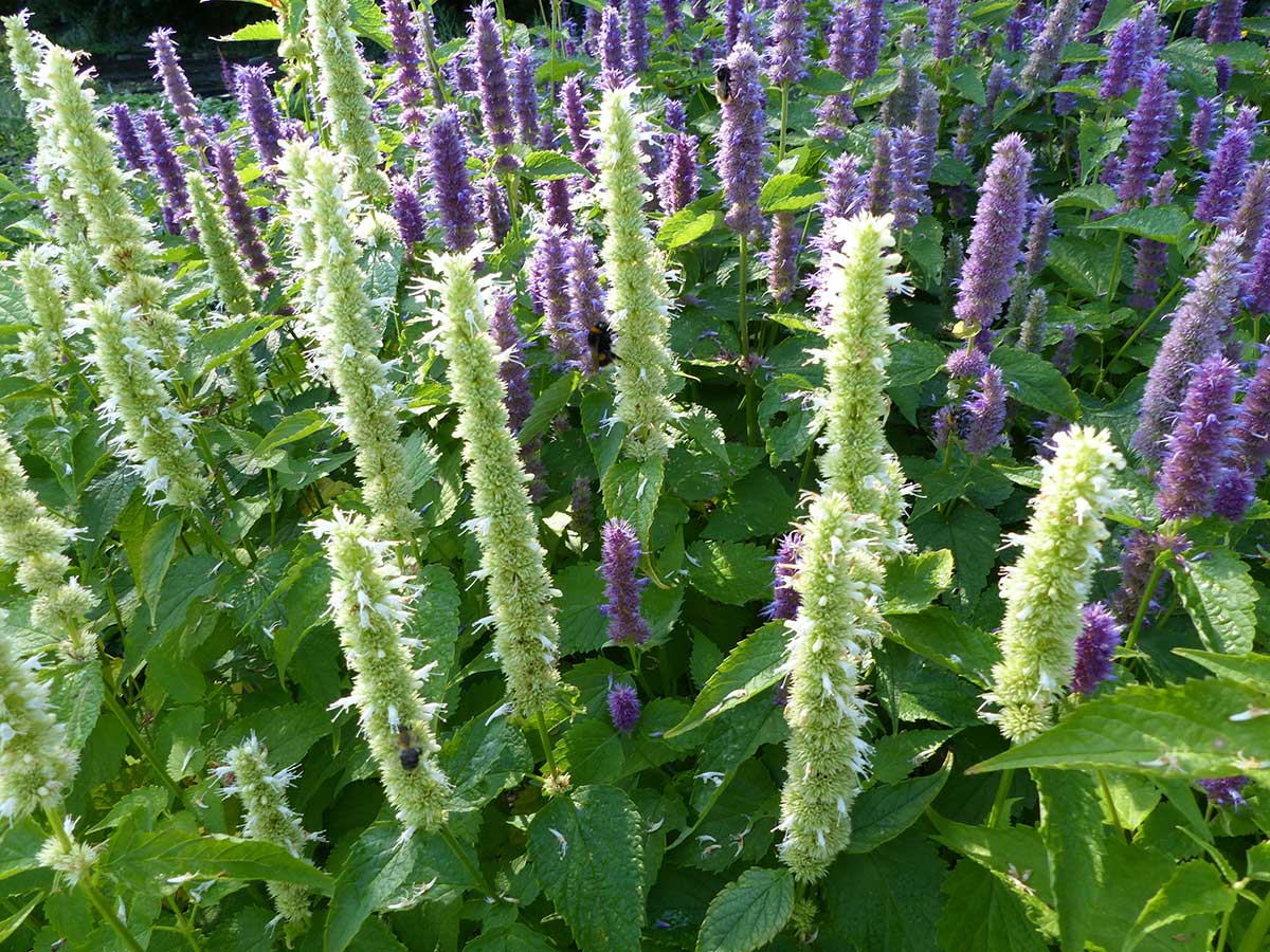 Agastache vráskavá