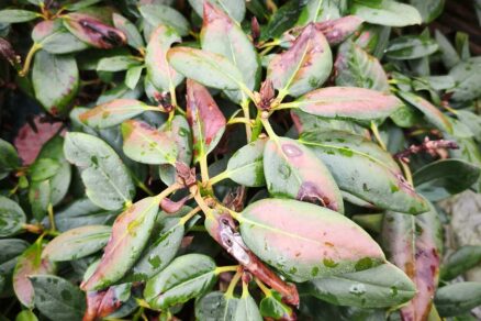 Chloróza na listoch rododendronu